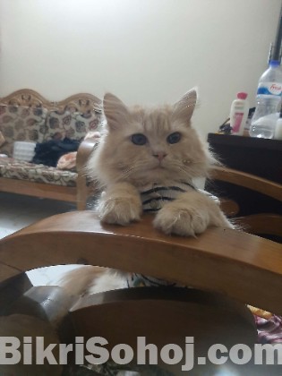 Pure Sami punchface female Persian cat